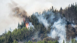 Applicazione delle misure di prevenzione incendi boschivi